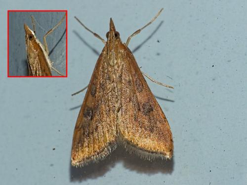 Réf. 352 397 : Udea ferrugalis
